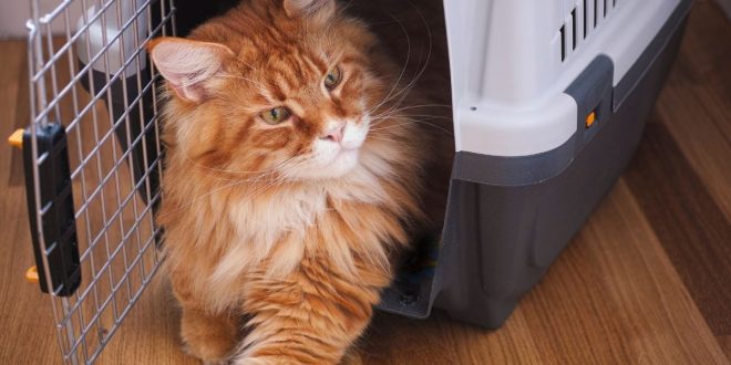 Guide to Choosing the Right Cat Carrier