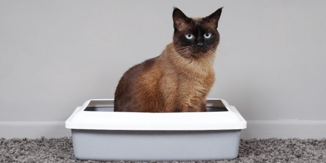 The Ultimate Guide To Choosing The Right Extra Large Sifting Litter Box