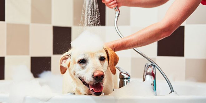 cleaning of dogs