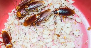 Roaches Control Tampa