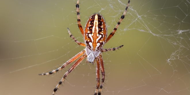 Different Types of Spider Bites