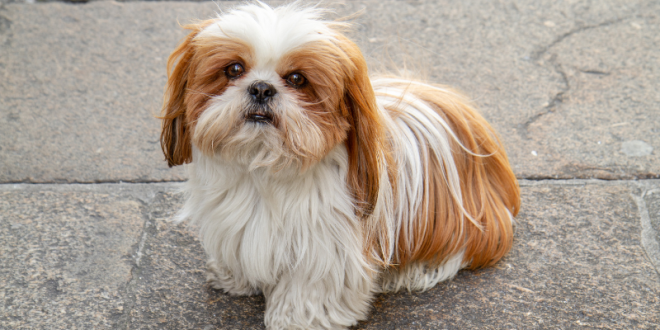 Why Shih Tzus Are the Worst Dogs